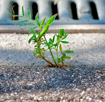 sidewalk sprout